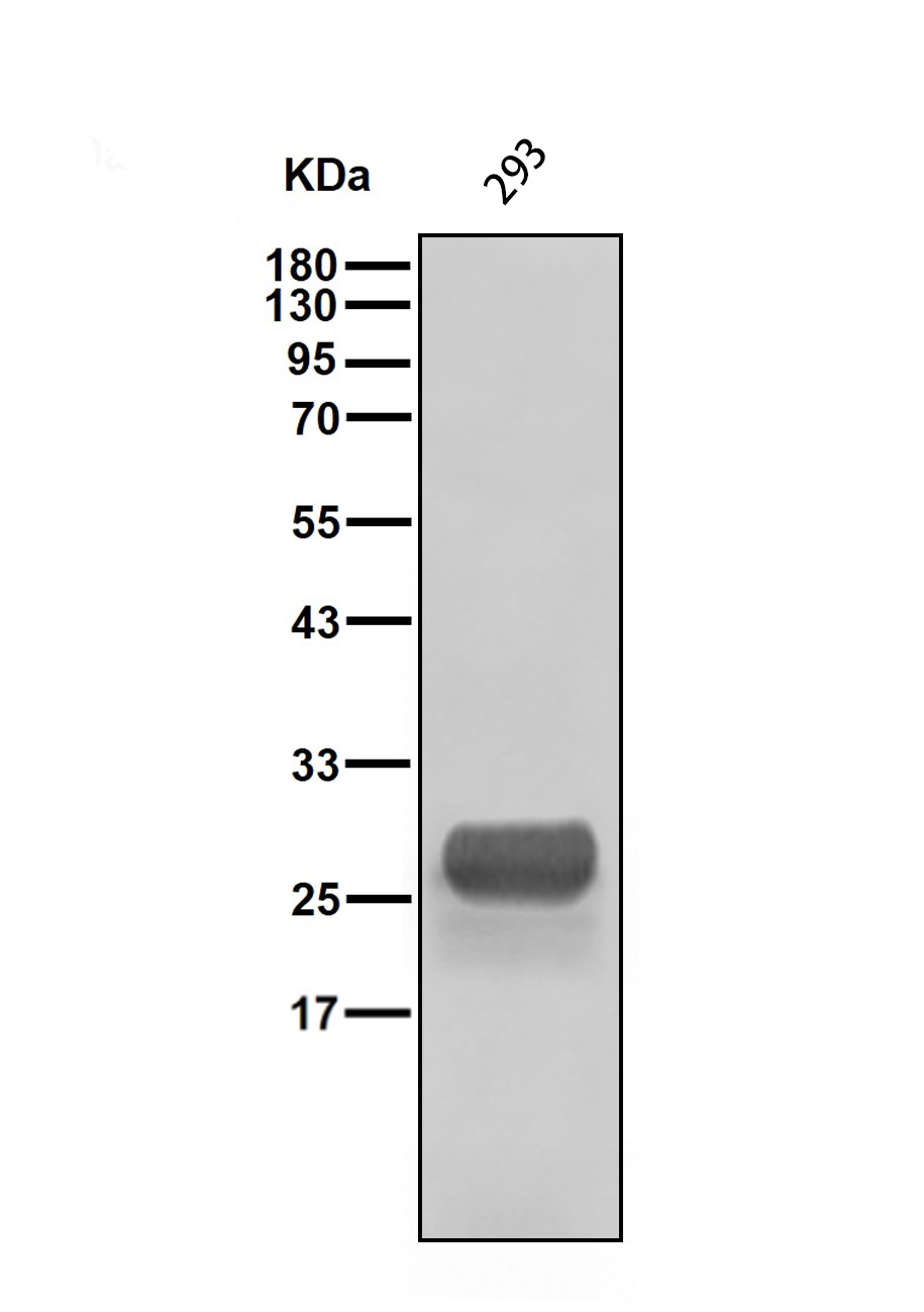 Recombinant GFP tag Rabbit Monoclonal antibody - 一品众合官网