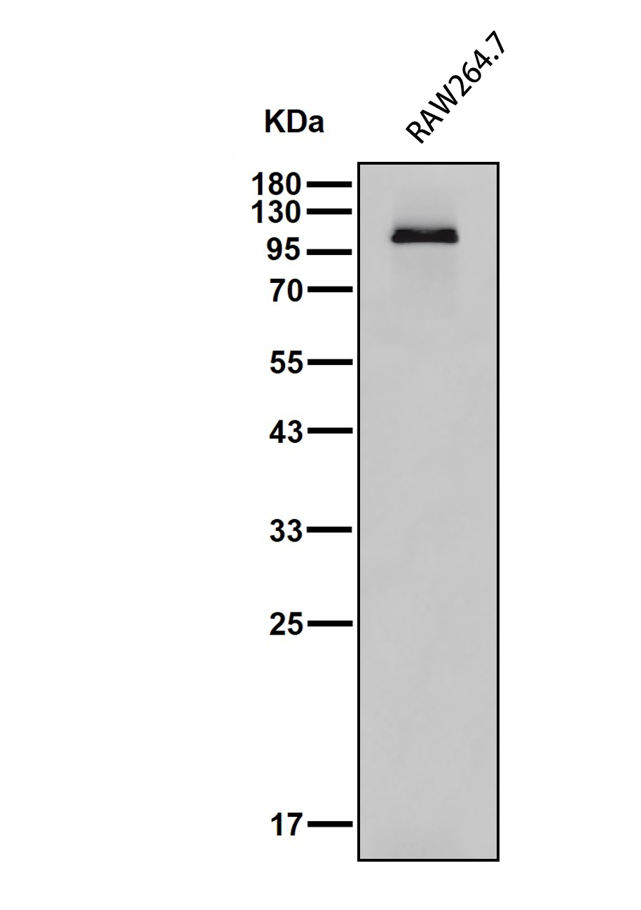 TLR4 Mouse Monoclonal antibody - 一品众合官网