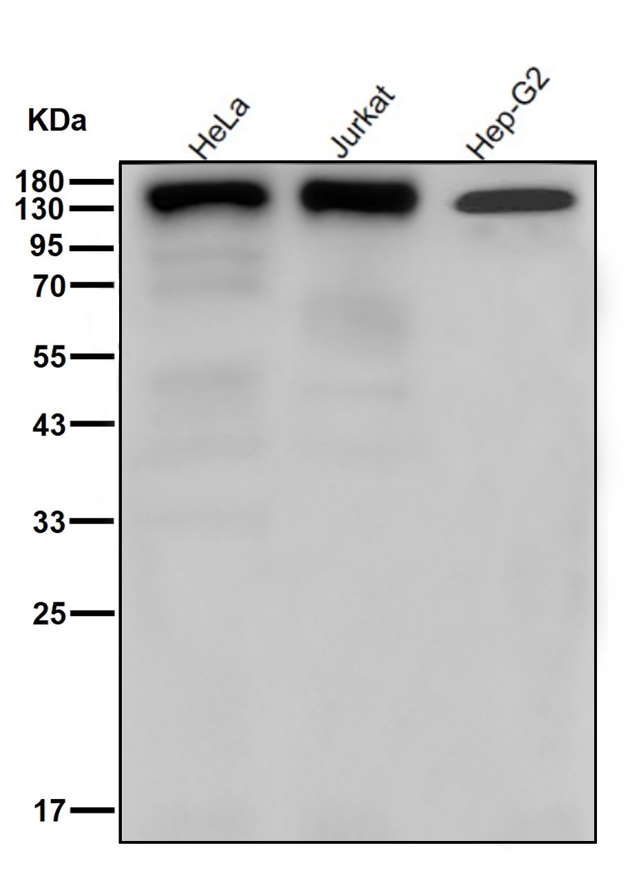 Integrin Wb Recombinant Integrin beta 1 Rabbit Monoclonal antibody - 一品众合官网